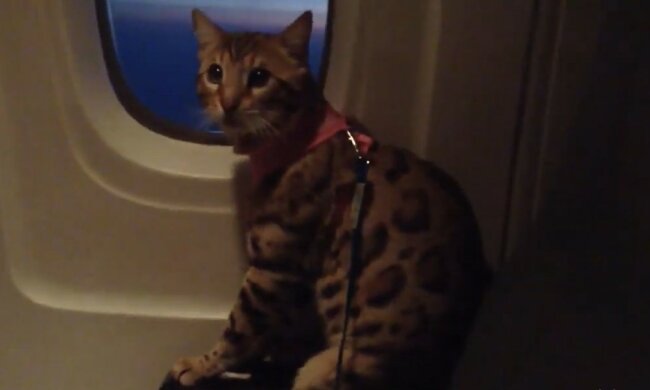 Gerettete Katze. Quelle: Youtube Screenshot