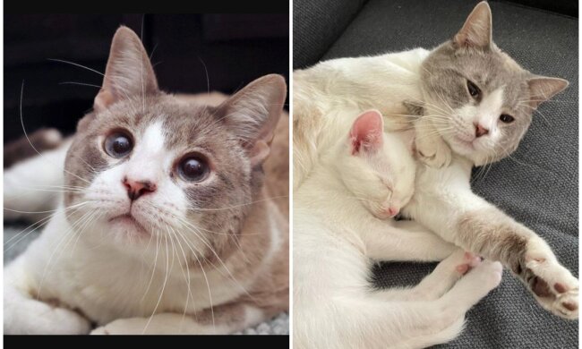 Oliver und Kätzchen. Quelle: Screenshot Youtube