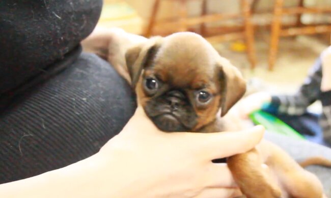 Welpe. Quelle: Screenshot Youtube