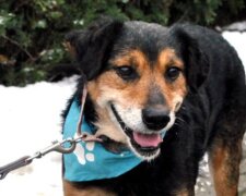 Neues Zuhause: 16-jähriger Tierheimhund bekam endlich neue liebevolle Besitzer