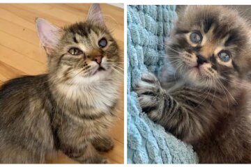 Katze und Kätzchen. Quelle: Screenshot