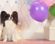 Geburtstag des Hundes. Quelle: Youtube Screenshot
