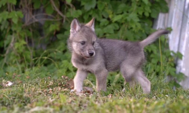 Welpe. Quelle: Screenshot YouTube