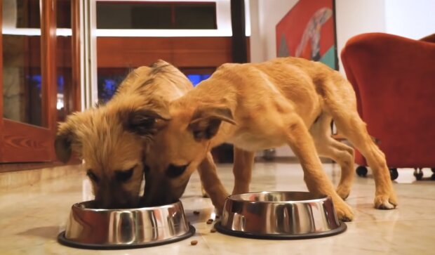 Zwei kleine Hunde. Quelle: YouTube Screenshot