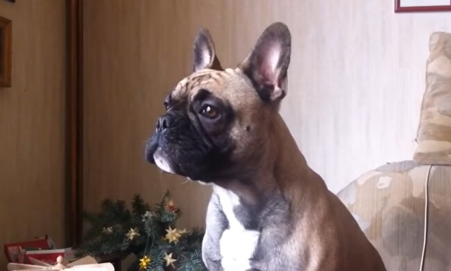 Französische Bulldogge. Quelle: Youtube Screenshot