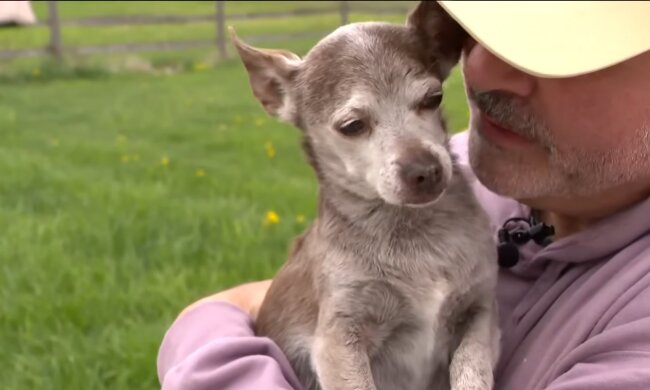 Chihuahua taucht nach 8 Jahren auf. Quelle: Youtube Screenshot