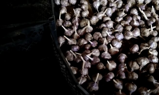 Knoblauch. Quelle: Screenshot YouTube