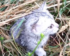 Die Geschichte eines armen Mannes, der der Katze helfen wollte und ein wahres Wunder vollbrachte