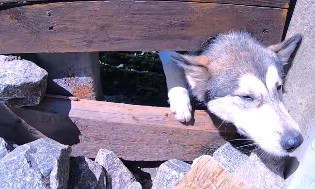 Ein Mann kletterte über Zaun, um einen Hund zu stehlen: Aber niemand beschuldigt ihn