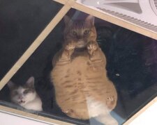 Ein Ladeninhaber machte eine Glasdecke für die Katzen, die auf dem Dachboden des Ladens wohnten