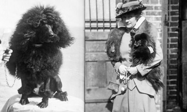 Wie Haustiere sich  in 100 Jahren veränderten:  Hunderassen von 1915