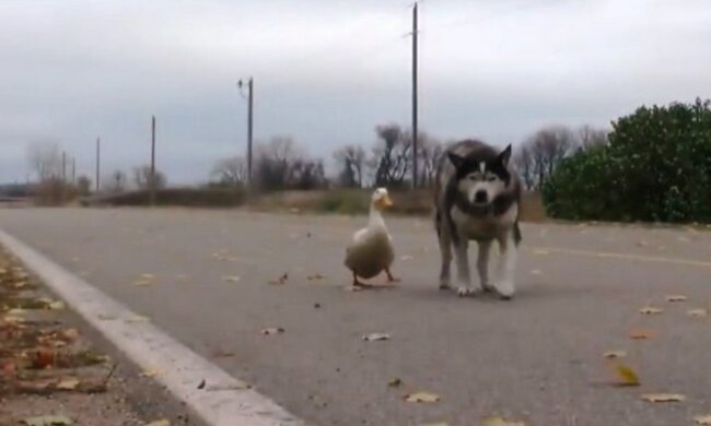 Beste Freunde: wie Husky und Ente gemeinsame Sprache gefunden haben
