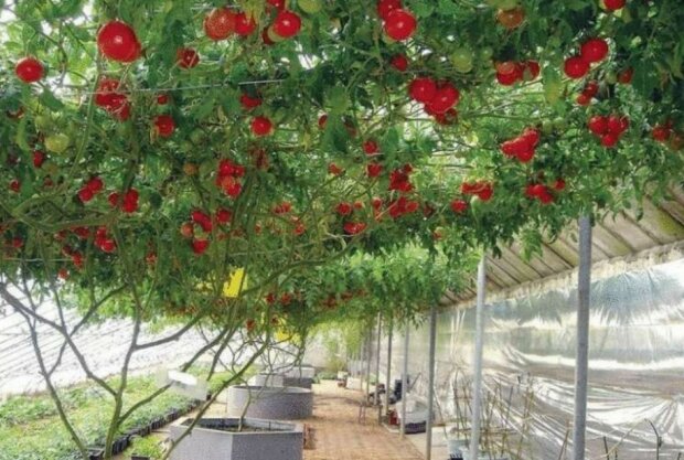 "Das Wunder der Zucht": In Israel ist ein ungewöhnlicher Tomatenbaum gewachsen