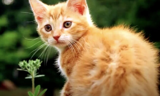 Katze. Quelle: Screenshot YouTube