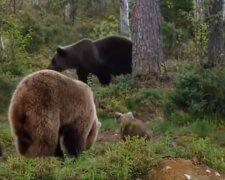 Die Bären. Quelle: Screenshot YouTube