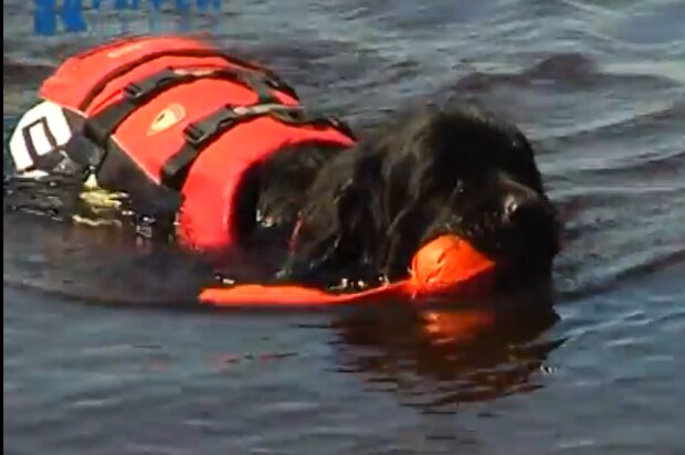 Mutiger Rettungsschwimmer im Training. Quelle: Screenshot YouTube