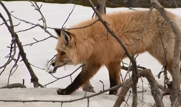 Der Fuchs. Quelle: Screeshot YouTube