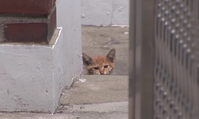 Ohne menschliche Hilfe hätte er nicht überlebt. Quelle: Screenshot YouTube