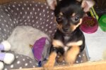 Ein Hund hat seinen besten Freund verloren, aber die Erinnerung an ihn lebt in seinem Herzen weiter