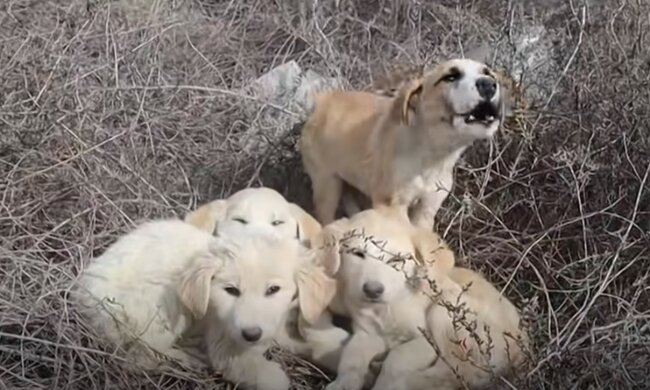 Mutige Beschützerin der Welpen. Quelle: Screenshot YouTube