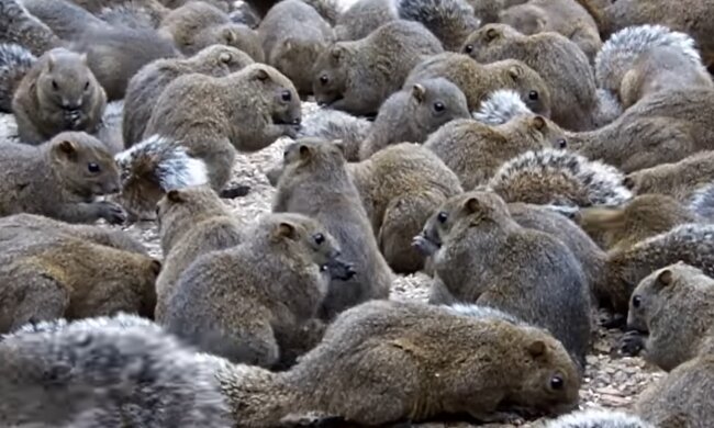 Niedliche kleine Eichhörnchen. Quelle: YouTube Screenshot