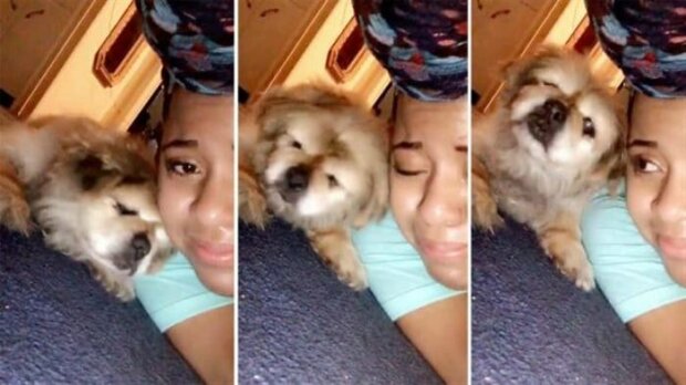 Das Mädchen beschloss, sich von ihrem Hund zu verabschieden und das letzte Video zum Abschied zu drehen, aber der Hund direkt im Bild tat, was ihm das Leben rettete