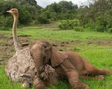 Ein verwaister Elefant, der seine Mutter verloren hat, umarmt jeden Tag einen Strauß