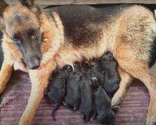 Mama mit Babys. Quelle: Screenshot Youtube