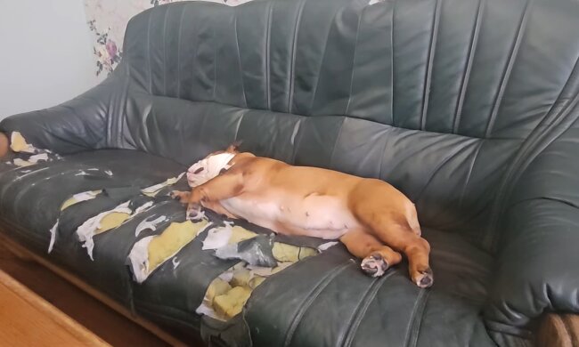 Wenn das Leben Hundstage hat. Quelle: Youtube Screenshot