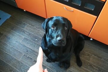 Labrador. Quelle: Youtube Screenshot