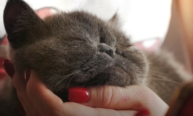 Eine intelligente Katze hat alle um sich herum verzaubert. Quelle: Screenshot YouTube