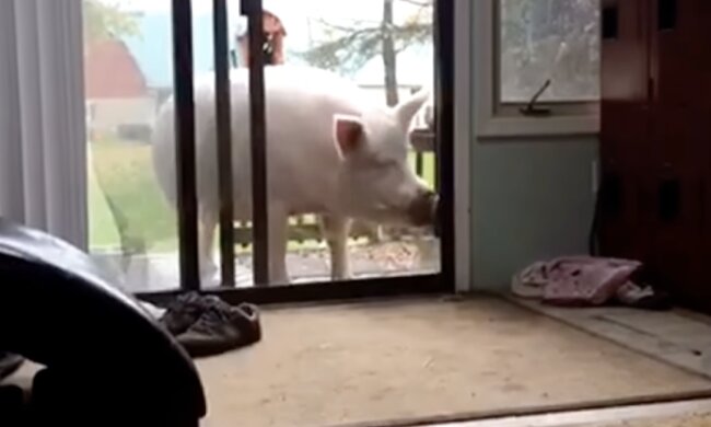 Ein Ferkel. Quelle: Screenshot YouTube