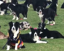 Border Collies. Quelle: Screenshot Youtube