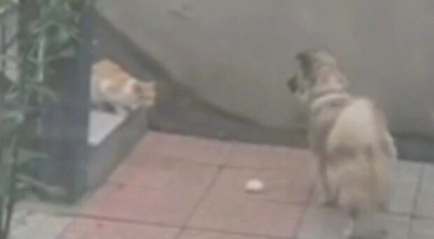 Hund sah eine hungrige Katze und teilte sein Essen mit ihr