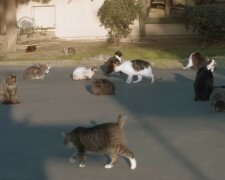 Die Katzen. Quelle: Youtube Screenshot