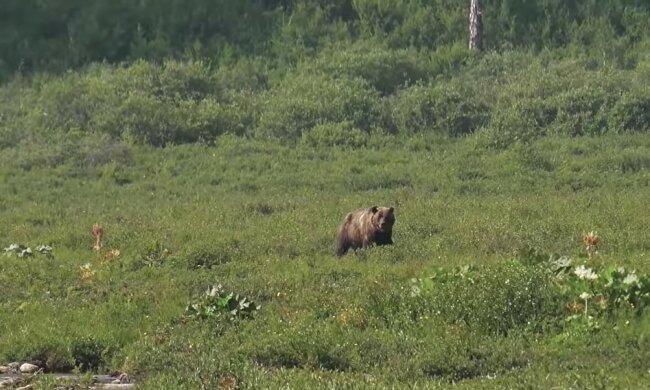 Bär. Quelle: Youtube Screenshot