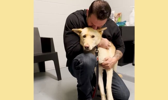 Ein neues Zuhause für einen streunenden Hund. Quelle: Youtube Screenshot