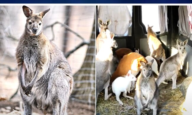 Erfolgreiche Evakuierung bedürftiger Tiere. Quelle: Screenshot YouTube