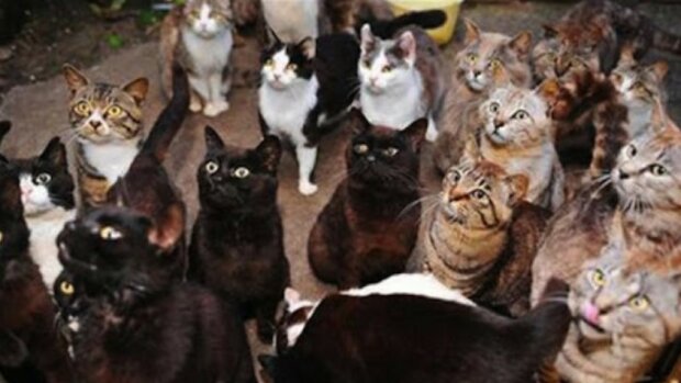 Warum wird ein Junge aus seiner Wohnung mit vielen Katzen vertrieben