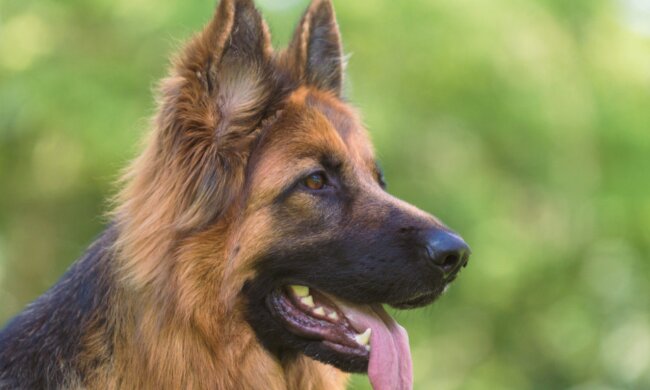 Der Hund "schluchzte vor Glück", als er seinen besten Freund traf