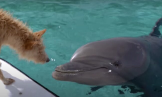 Ungewöhnliche Freundschaft. Quelle: Screenshot YouTube