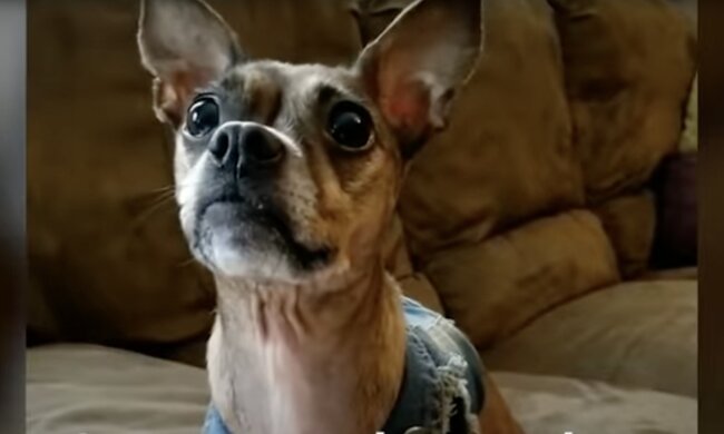 Nessie, Hund. Quelle: Screenshot YouTube