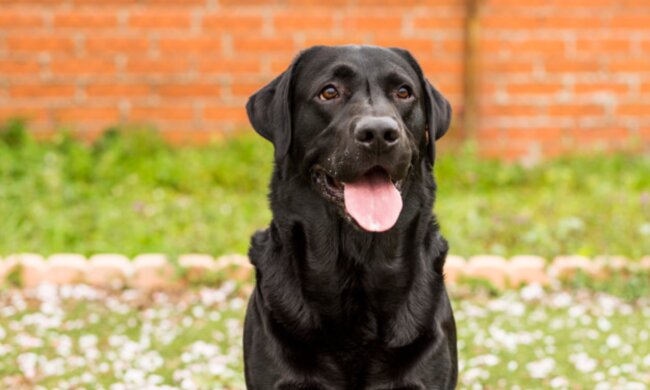 "Ich habe nicht gelernt, nett zu sein": Menschen fanden verlassenen älteren Hund mit Zettel