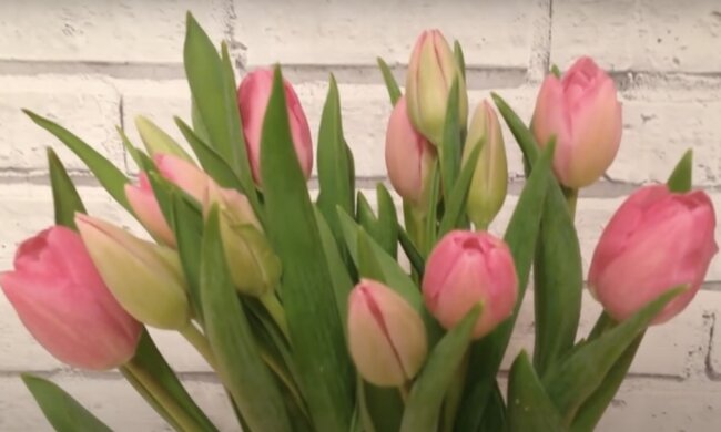 Tulpen. Quelle: Screenshot Youtube