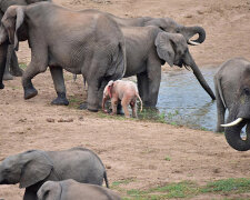 Albino-Elefant: Dem Fotografen ist es gelungen, ein ungewöhnliches Tier einzufangen