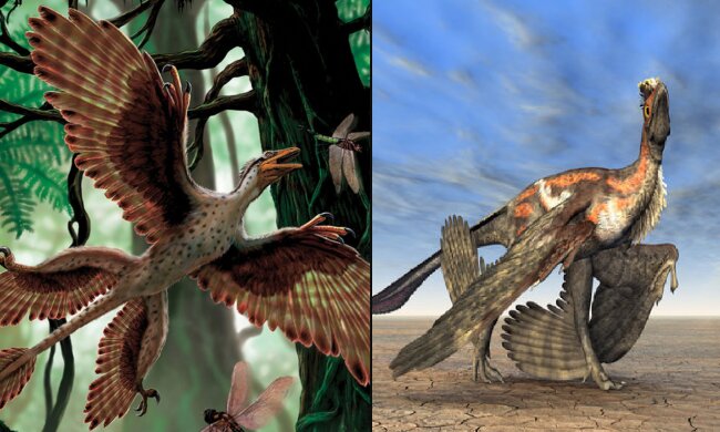 Microraptor. Quelle: dailymail.co.uk
