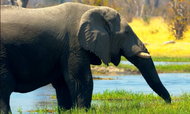 Elefant. Quelle: YouTube Screenshot