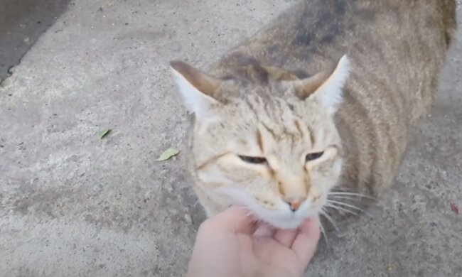 Schlauer Kater. Quelle: Screenshot YouTube