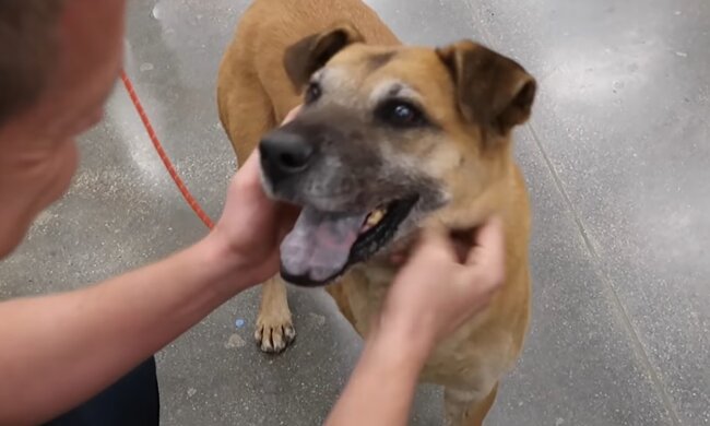 King. Quelle: Youtube Screen