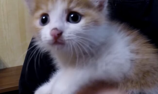 Babykatze. Quelle: Youtube Screenshot